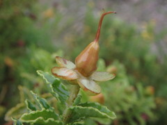 Hypericum balearicum