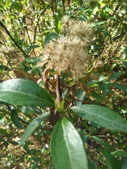 Ageratina glabrata