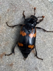 Nicrophorus sayi