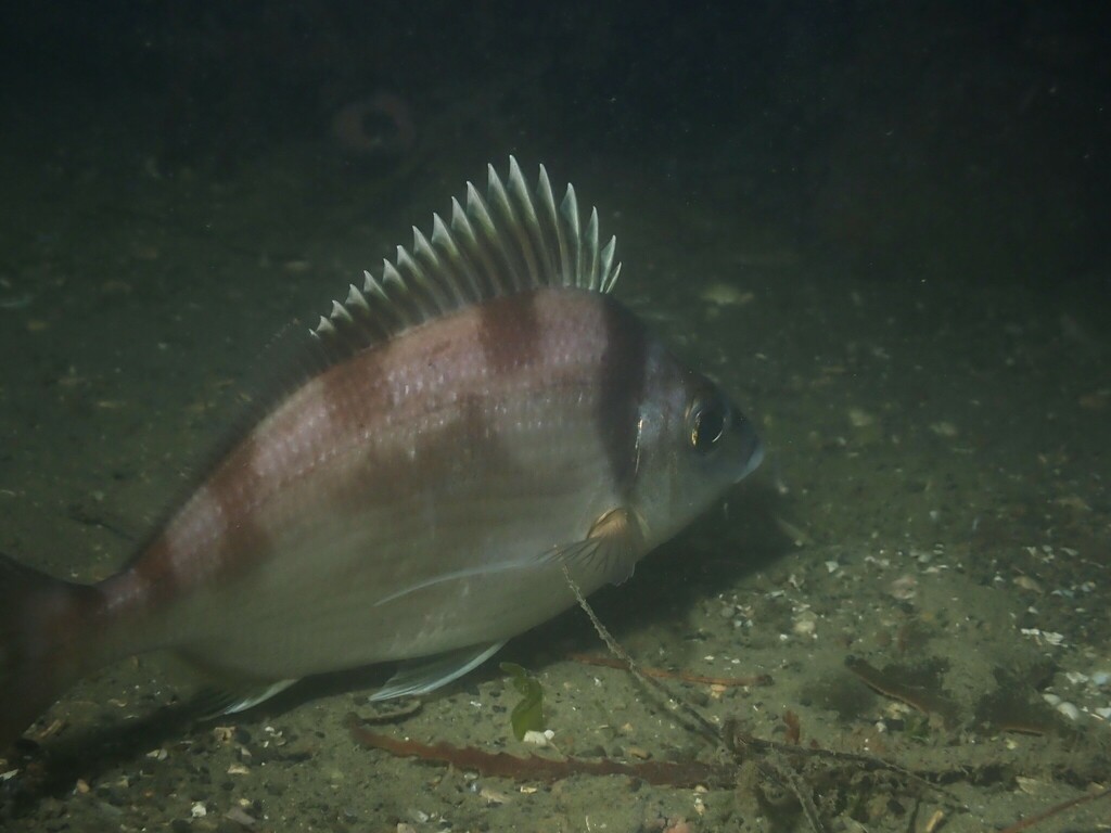 Tarakihi