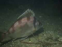 Hawaiian Morwong photo 4