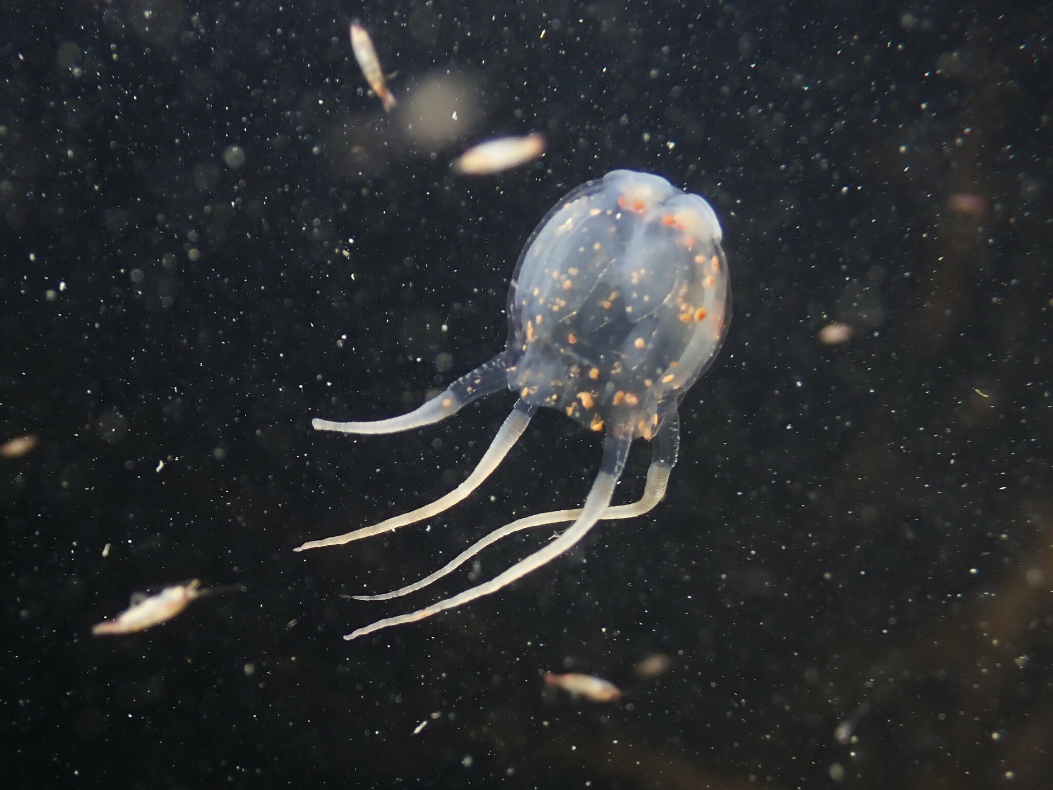 Copula sivickisi (Stiasny, 1926)
