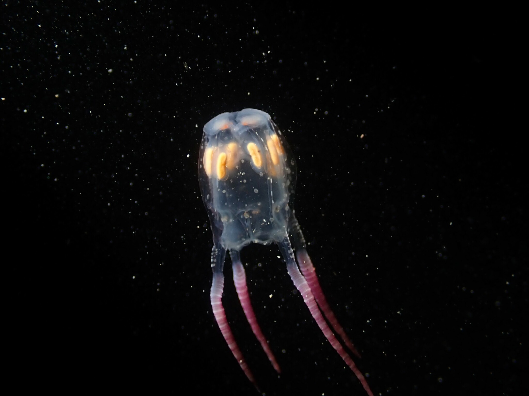 Copula sivickisi (Stiasny, 1926)