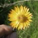 Xerochrysum andrewiae - Photo 由 jackiemiles 所上傳的 (c) jackiemiles，保留部份權利CC BY-NC
