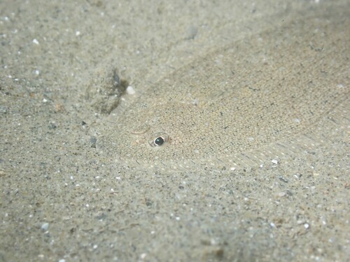 Speckled sole (Peltorhamphus latus) — Pleuronectidae — 4