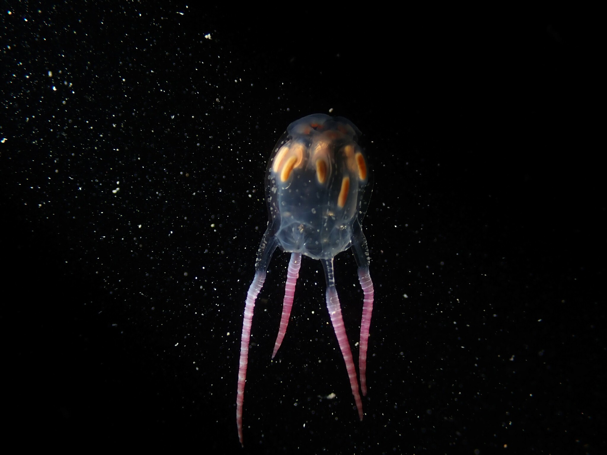 Copula sivickisi (Stiasny, 1926)