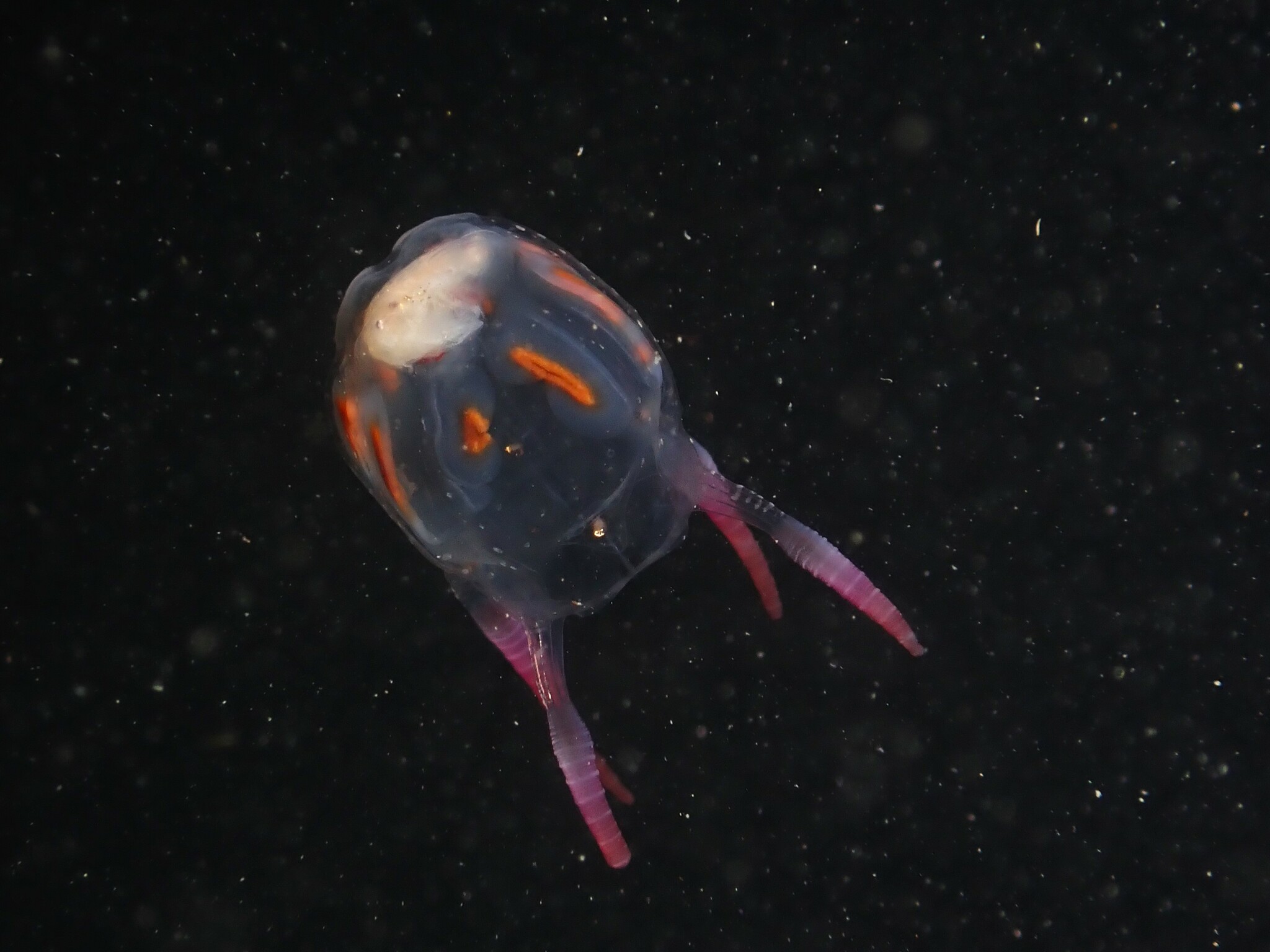 Copula sivickisi (Stiasny, 1926)
