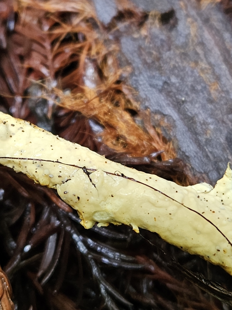 Phanerochaete sp. 'CA04'