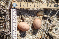 Nyctidromus albicollis