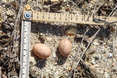 Nyctidromus albicollis