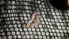 Scotopteryx moeniata
