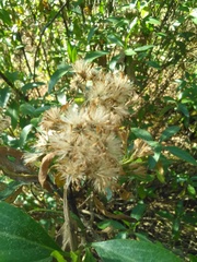 Ageratina glabrata