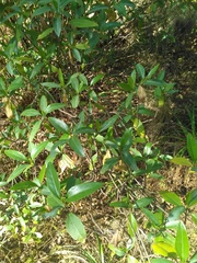Ageratina glabrata