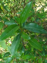 Ageratina glabrata