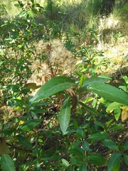 Ageratina glabrata