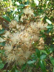 Ageratina glabrata