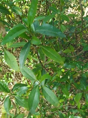 Ageratina glabrata