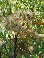 Ageratina glabrata