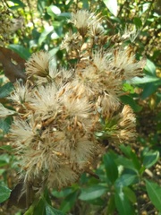 Ageratina glabrata
