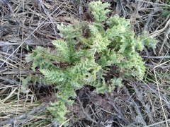 Carduus nutans leiophyllus