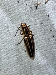 Semiotus ligneus image