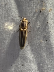 Semiotus ligneus image