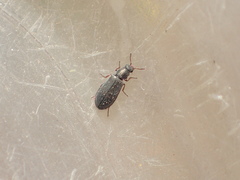 Eschatocrepis constrictus