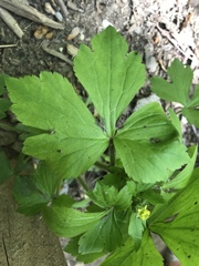 Ranunculus recurvatus
