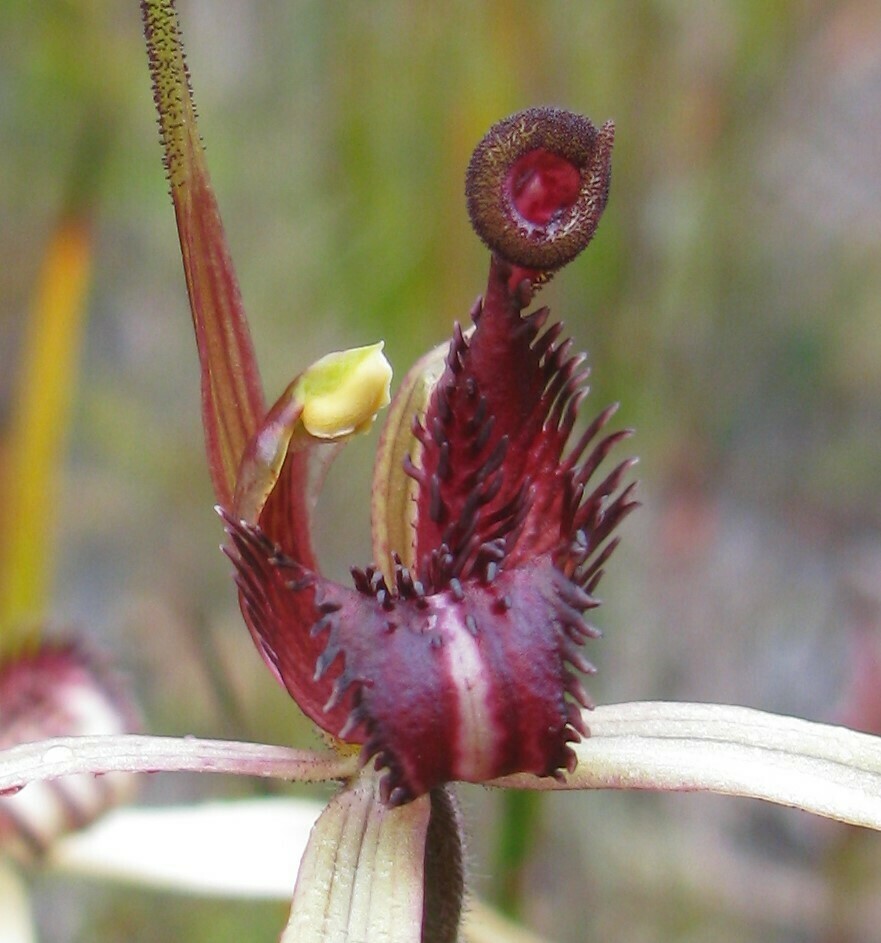 Caladenia dienema