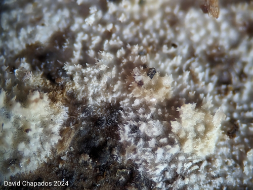 Representative image of Hyphodermella rosae