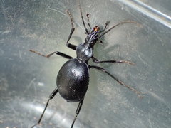 Scaphinotus punctatus