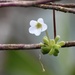 Pinguicula lignicola - Photo (c) Alexis Felipe, some rights reserved (CC BY-NC), uploaded by Alexis Felipe