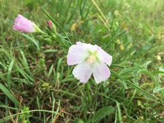 Callirhoe alcaeoides