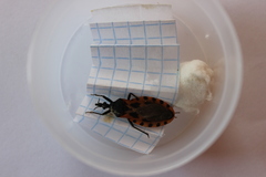 Triatoma dimidiata