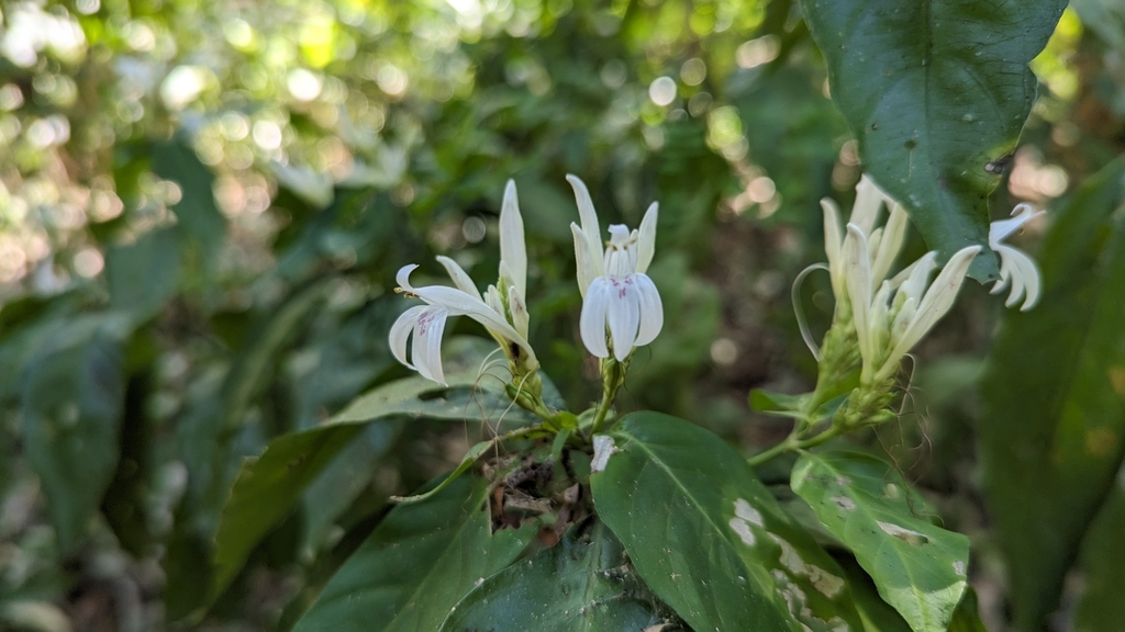 Justicia urophylla; photograph (c) Alina Martin, some rights reserved (CC BY)