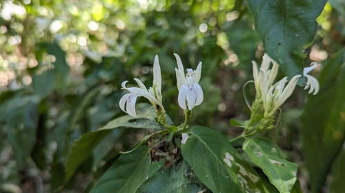 Justicia urophylla