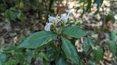 (c) Alina Martin, some rights reserved (CC BY) Justicia urophylla, photograph (c) Alina Martin, some rights reserved (CC BY)