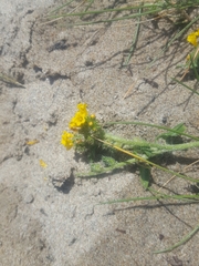 Amsinckia spectabilis