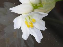 Allium roseum roseum