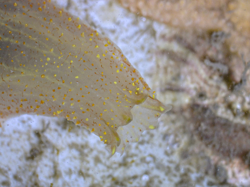 Ascidia empheres