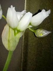 Allium roseum roseum