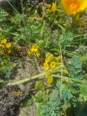 Amsinckia spectabilis