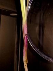 Allium roseum roseum