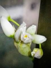 Allium roseum roseum