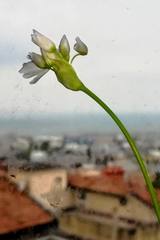 Allium roseum roseum