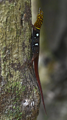 Eyespot Gecko photo 2