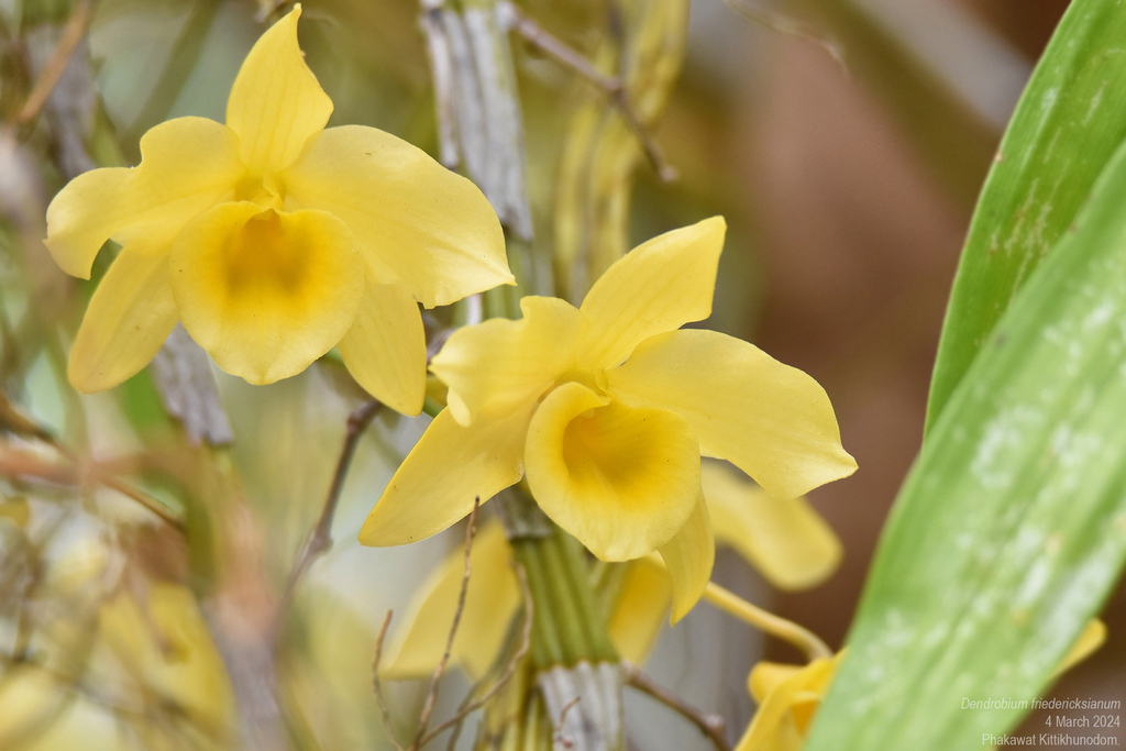 Dendrobium friedericksianum Rchb.f.