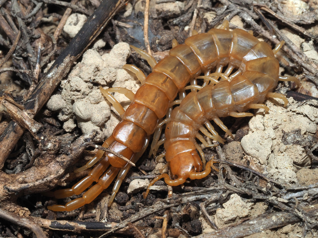 Cretan Giant Centipede