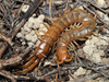 Cretan Giant Centipede - Photo (c) Felix Riegel, some rights reserved (CC BY-NC), uploaded by Felix Riegel