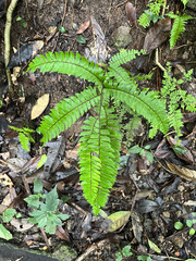 Adiantum fructuosum image